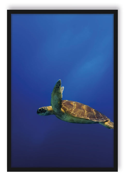 Pixxprint Schildkröte im Meer, Poster mit Bilderrahmen