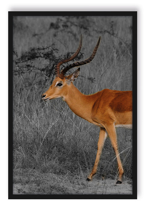 Pixxprint Dorkasgazelle in der Savanne, Poster mit Bilderrahmen