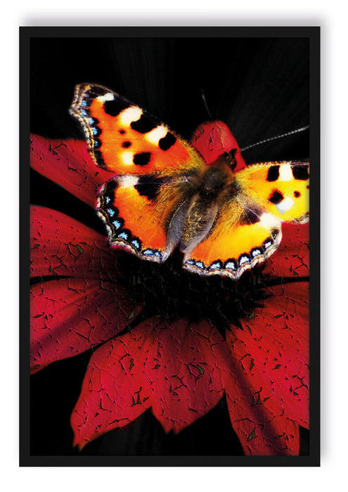 Pixxprint Schmetterling auf roter Blüte, Poster mit Bilderrahmen