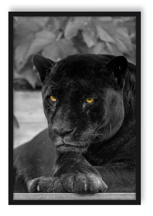 Pixxprint schwarzer Panther, Poster mit Bilderrahmen