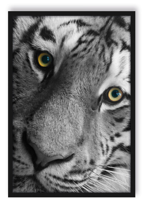 Pixxprint bildschöner Tiger, Poster mit Bilderrahmen