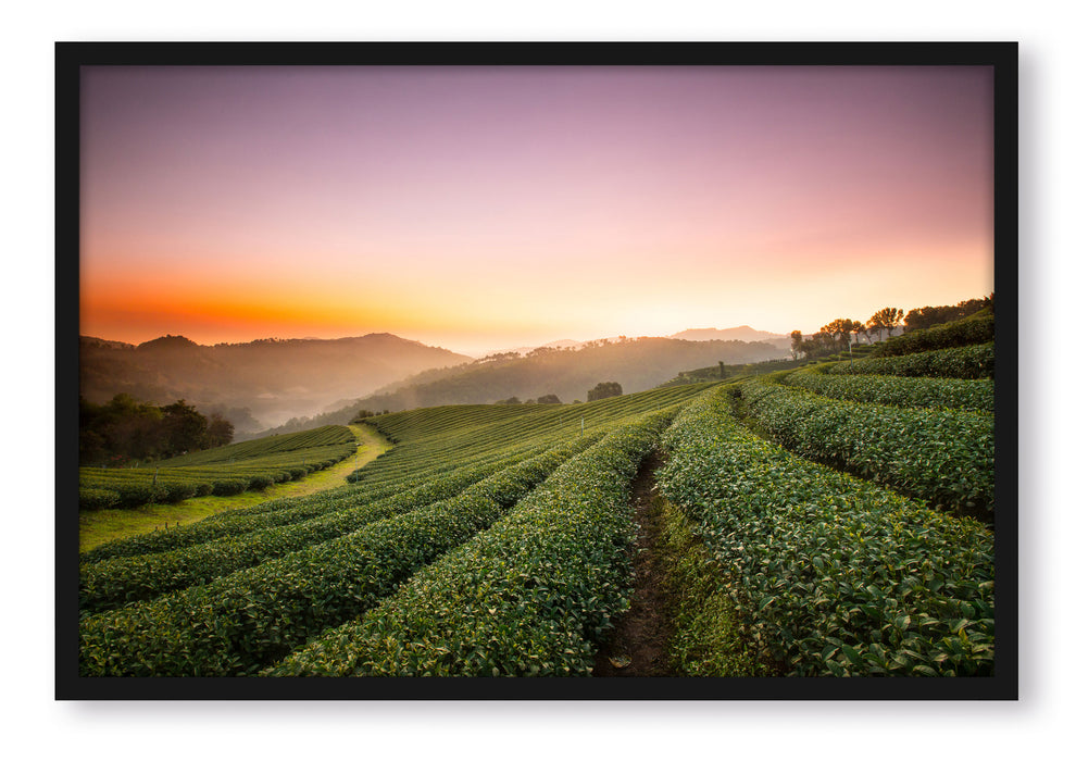 Pixxprint Sonnenaufgang Teeplantage Thailand, Poster mit Bilderrahmen