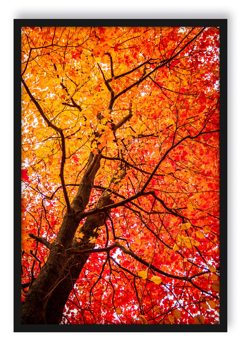 Feurige Herbstblätter, Poster mit Bilderrahmen