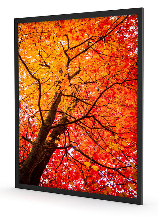 Feurige Herbstblätter, Poster mit Bilderrahmen