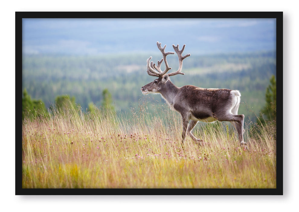 Pixxprint Rentier in Norwegen, Poster mit Bilderrahmen