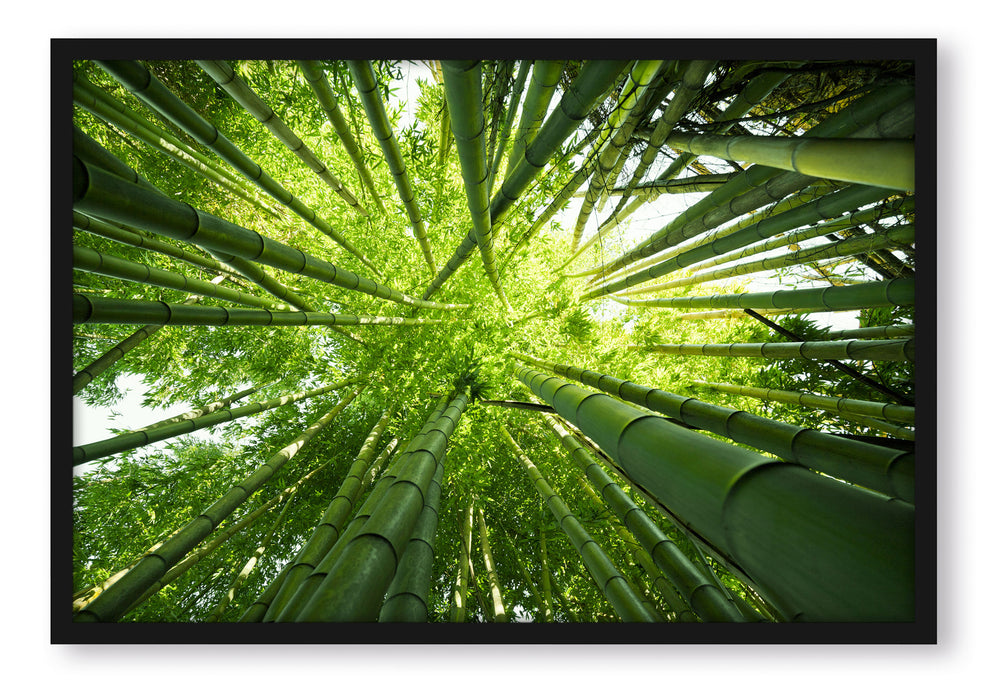 Grüner Bambus, Poster mit Bilderrahmen