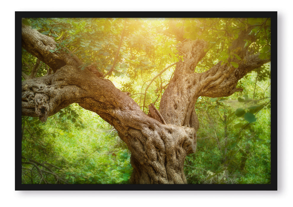 Mächtiger Baum im Wald, Poster mit Bilderrahmen