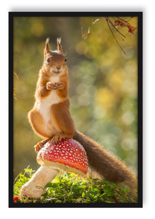 Pixxprint Eichhörnchen auf Fliegenpilz, Poster mit Bilderrahmen