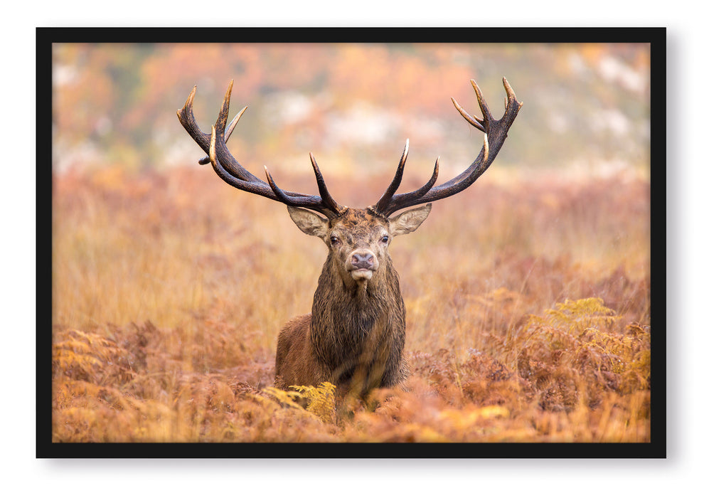 Pixxprint Großer Hirsch im Feld, Poster mit Bilderrahmen