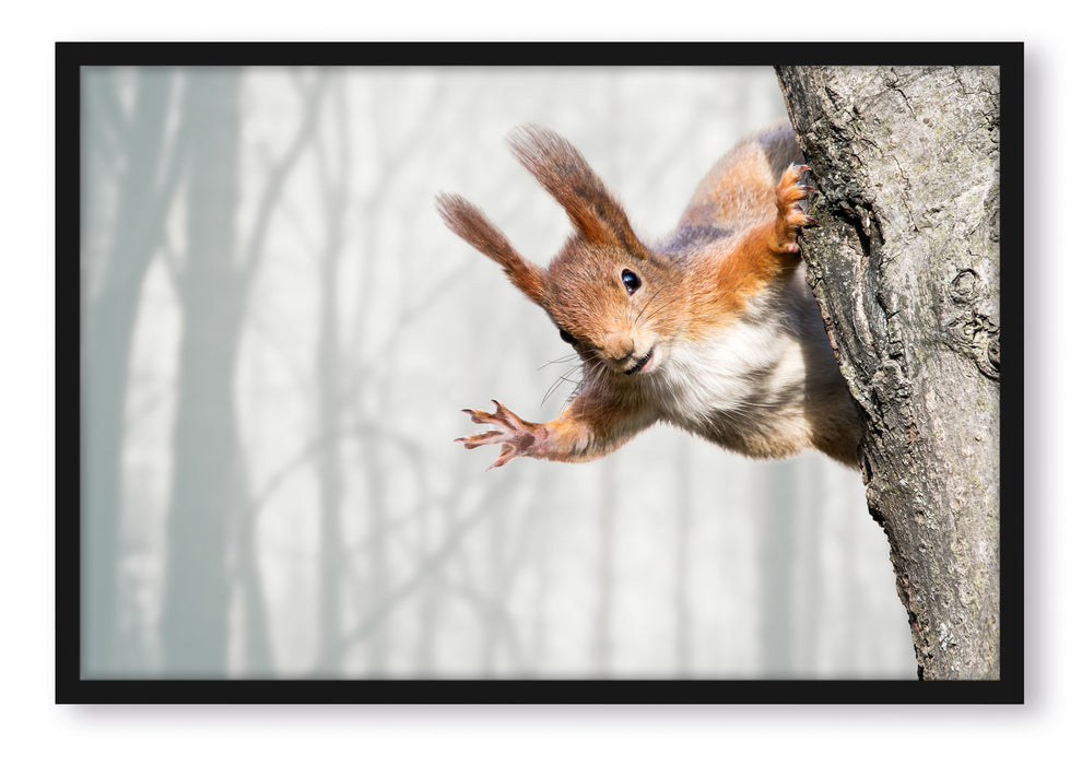 Pixxprint Neugierig rotes Eichhörnchen, Poster mit Bilderrahmen