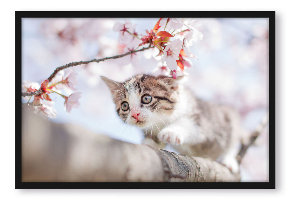 Pixxprint Süßes Kätzchen im Kirschbaum, Poster mit Bilderrahmen