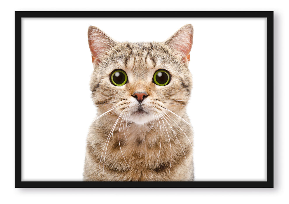 Pixxprint Katze Scottish Straight, Poster mit Bilderrahmen