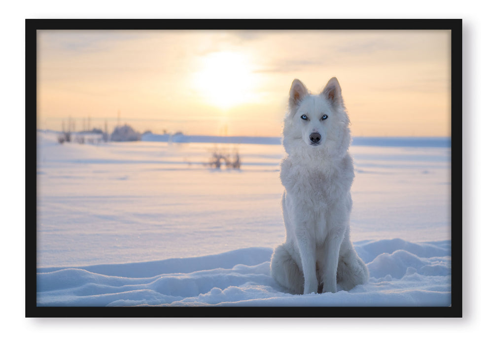 Pixxprint Weißer Wolf im Schnee, Poster mit Bilderrahmen