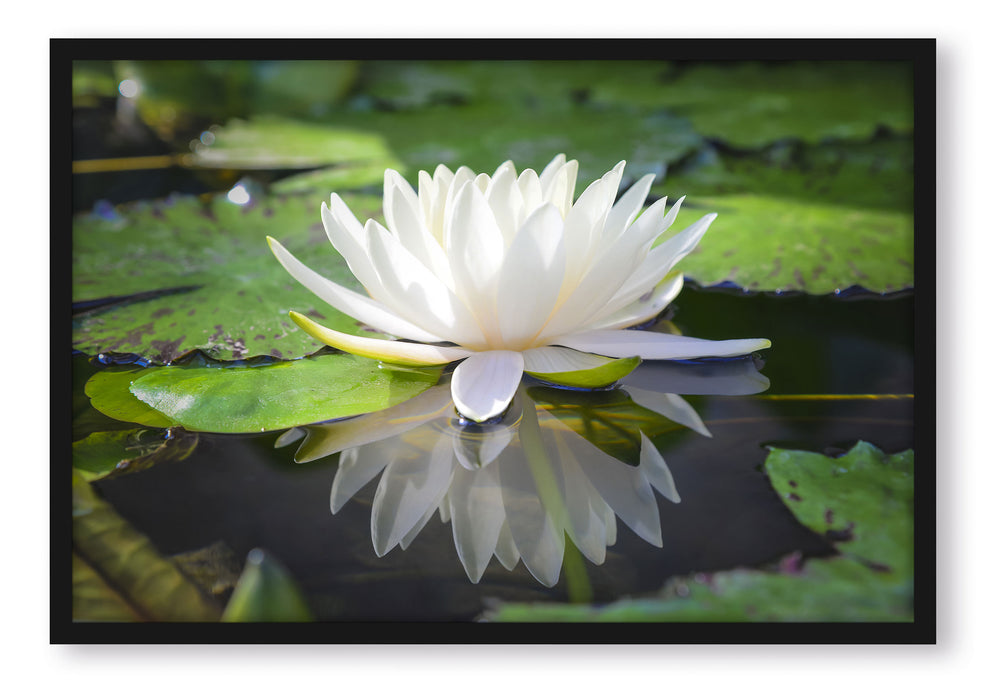 Pixxprint Weiße Lotusblume im Wasser, Poster mit Bilderrahmen