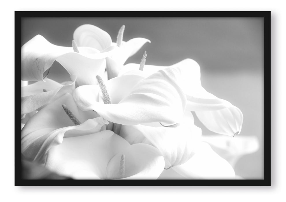 weiße Calla Lilien Kunst B&W, Poster mit Bilderrahmen