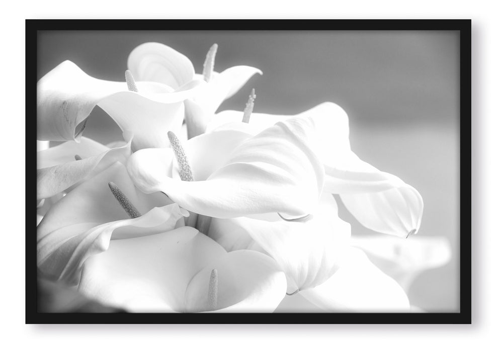 Pixxprint weiße Calla Lilien Kunst B&W, Poster mit Bilderrahmen