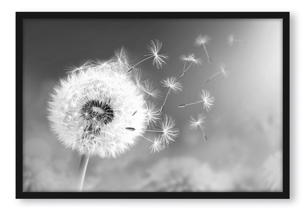 Pixxprint Löwenzahn Samen Kunst B&W, Poster mit Bilderrahmen