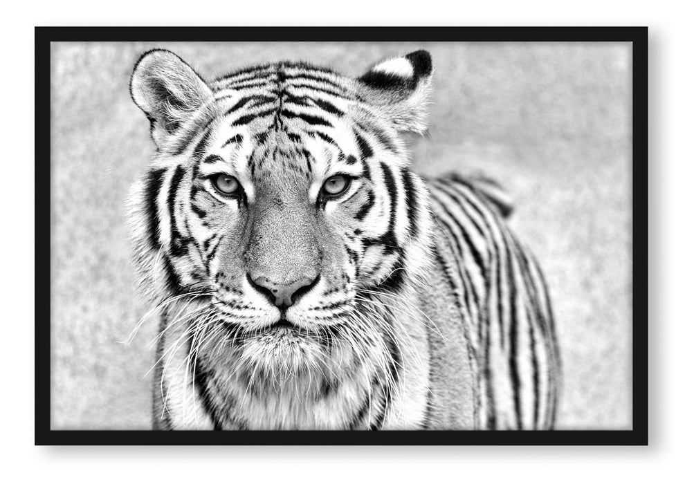 Pixxprint Anmutiger Tiger in B&W, Poster mit Bilderrahmen