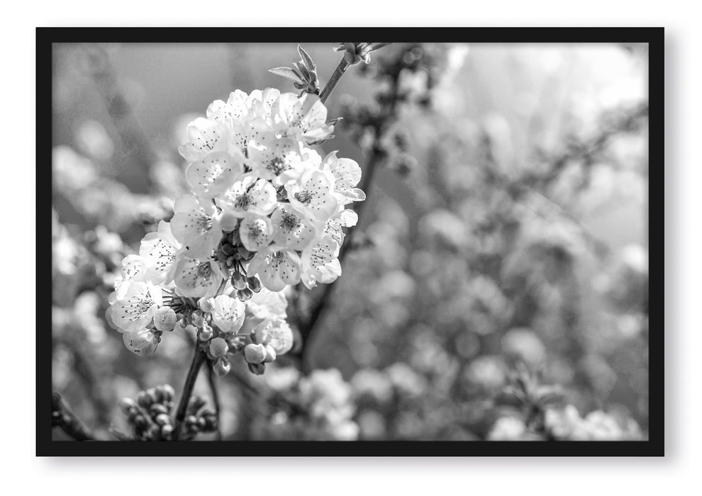 Pixxprint Kirschblüten Kunst B&W, Poster mit Bilderrahmen