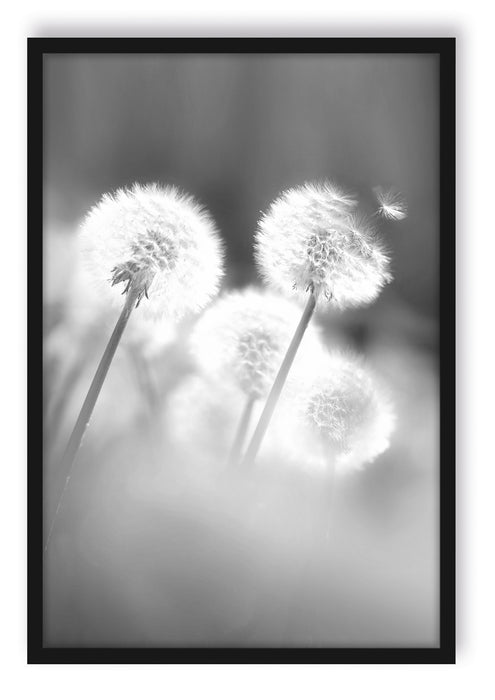 Pixxprint Pusteblumen im Wind, Poster mit Bilderrahmen