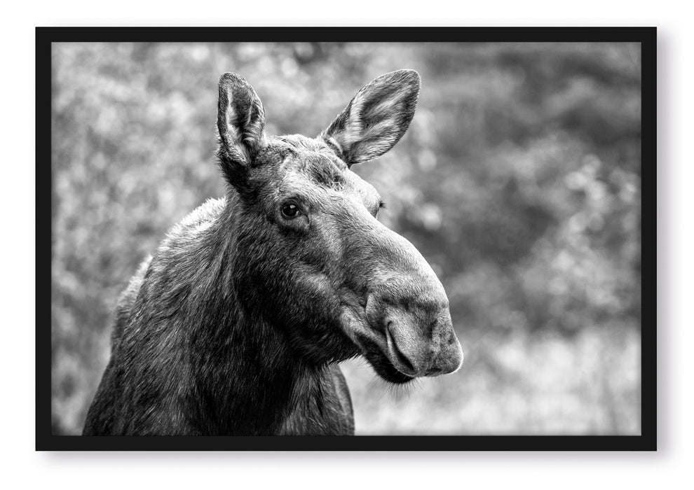 Pixxprint Elch im Wald Kunst B&W, Poster mit Bilderrahmen