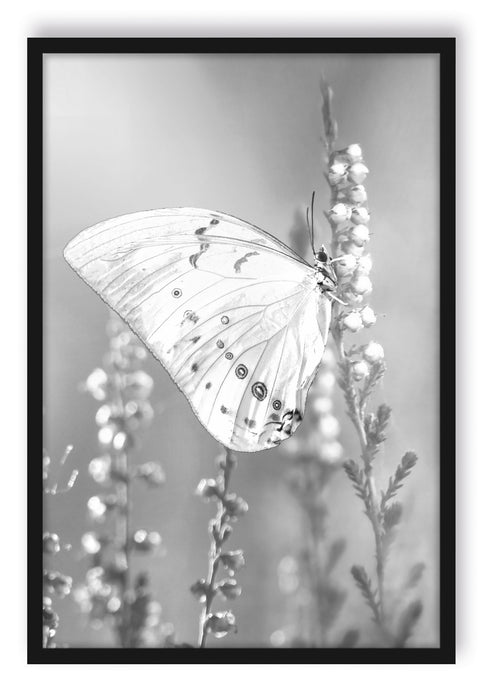 Pixxprint Schmetterling auf Blütenknospen, Poster mit Bilderrahmen