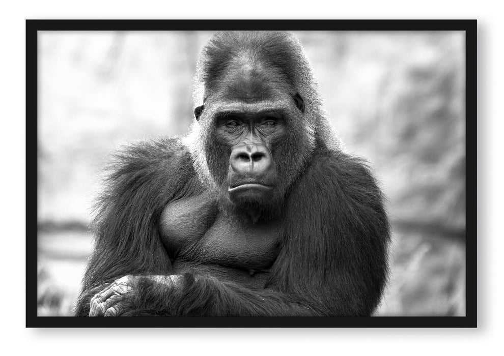 Pixxprint gelangweilter Gorilla Kunst B&W, Poster mit Bilderrahmen