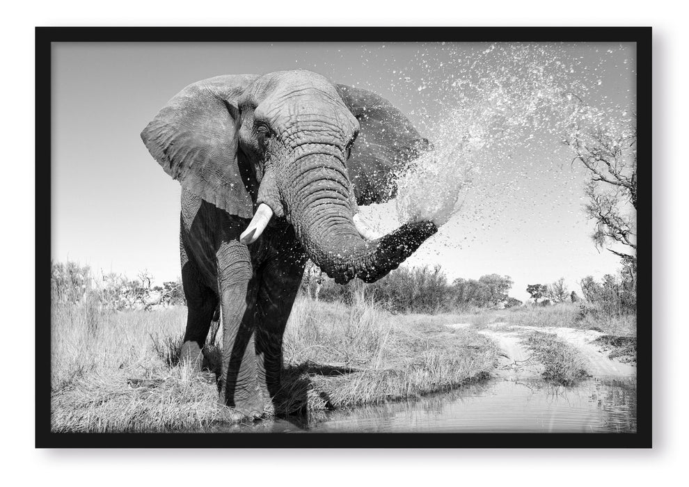 Pixxprint Elefant spritzt mit Wasser, Poster mit Bilderrahmen