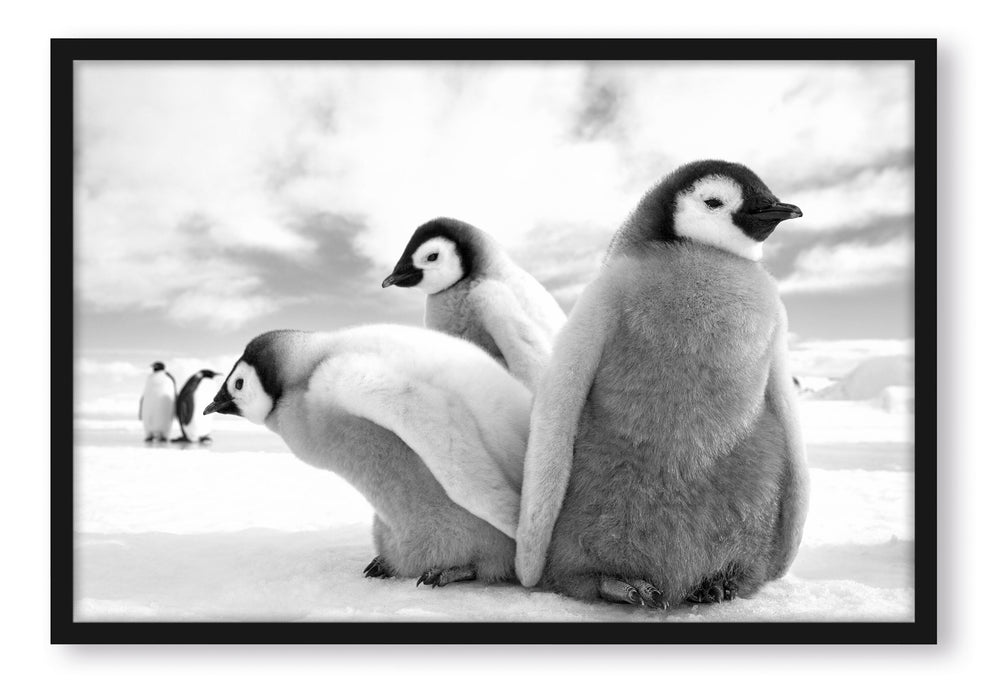 Pixxprint Kaiserpinguin Gruppe, Poster mit Bilderrahmen