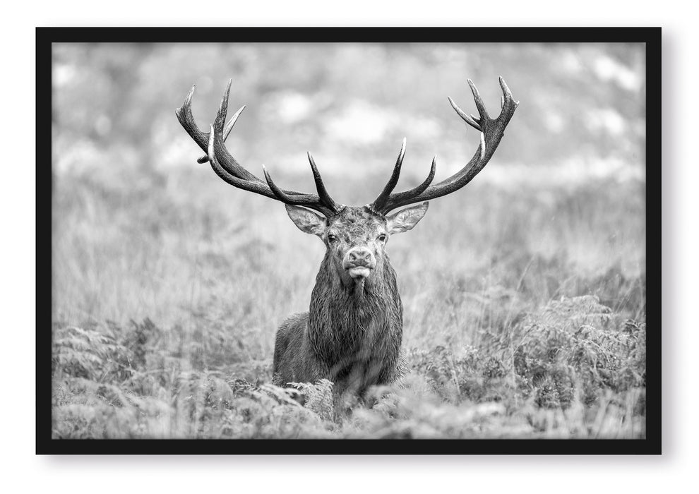 Pixxprint Großer Hirsch im Feld Kunst B&W, Poster mit Bilderrahmen