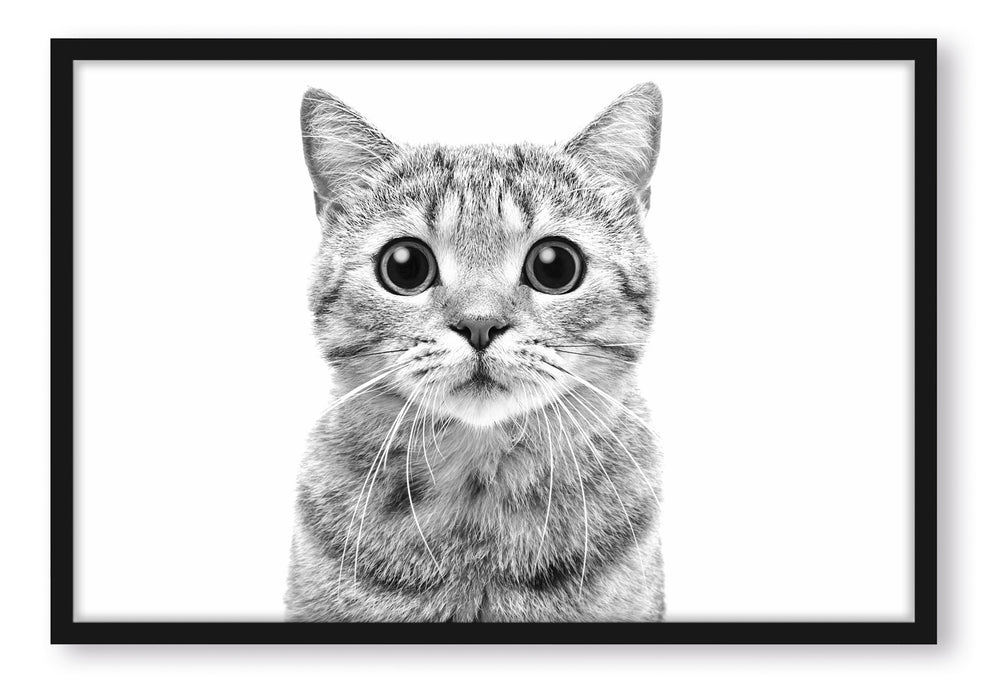 Pixxprint Katze Scottish Straight, Poster mit Bilderrahmen