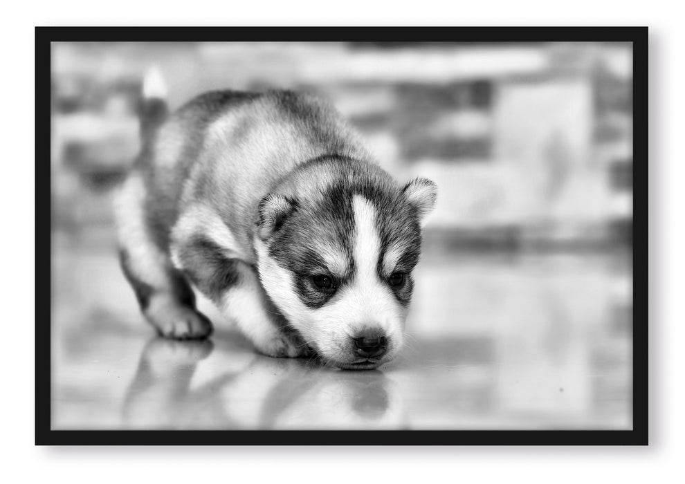 Pixxprint Husky Welpe, Poster mit Bilderrahmen