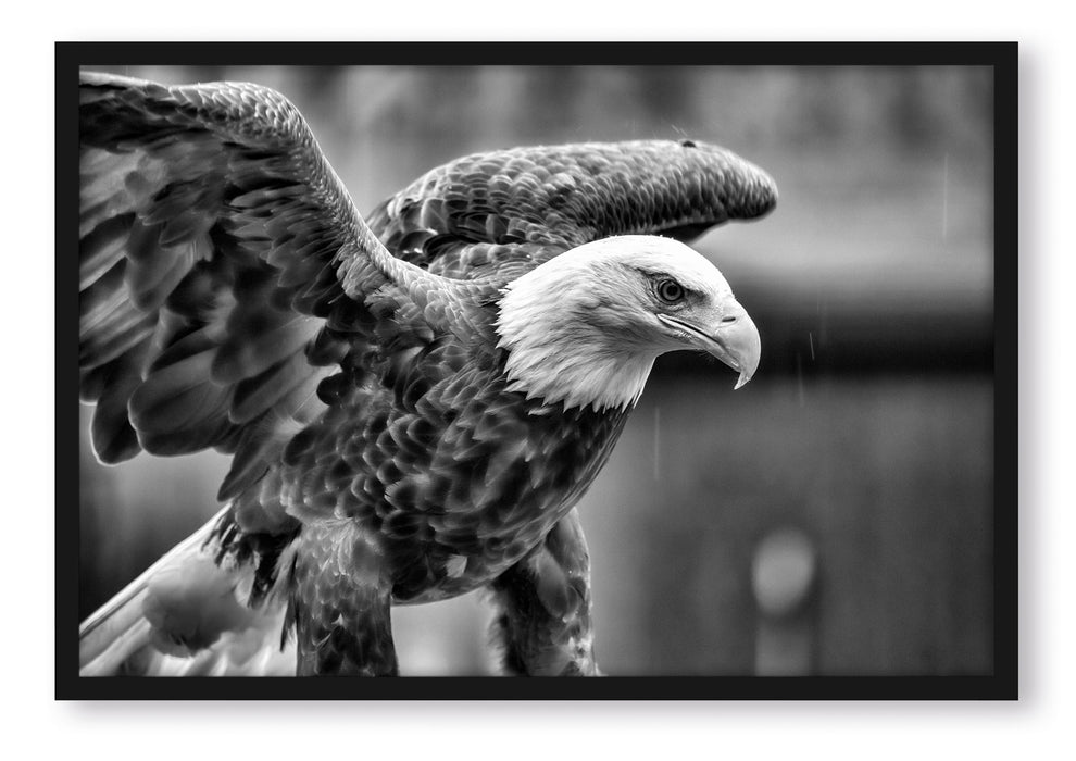 Pixxprint Adler, Poster mit Bilderrahmen