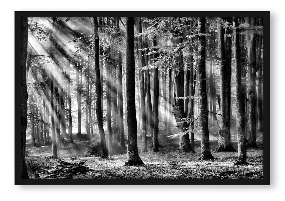 Pixxprint Bäume im Licht, Poster mit Bilderrahmen