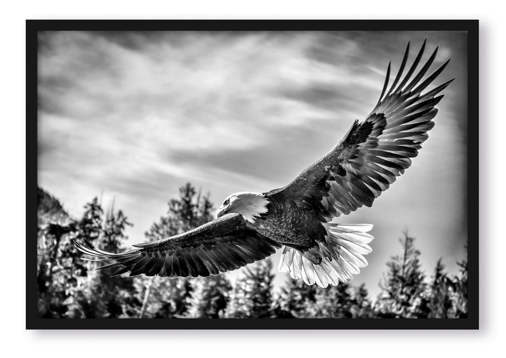 Pixxprint Adler, Poster mit Bilderrahmen