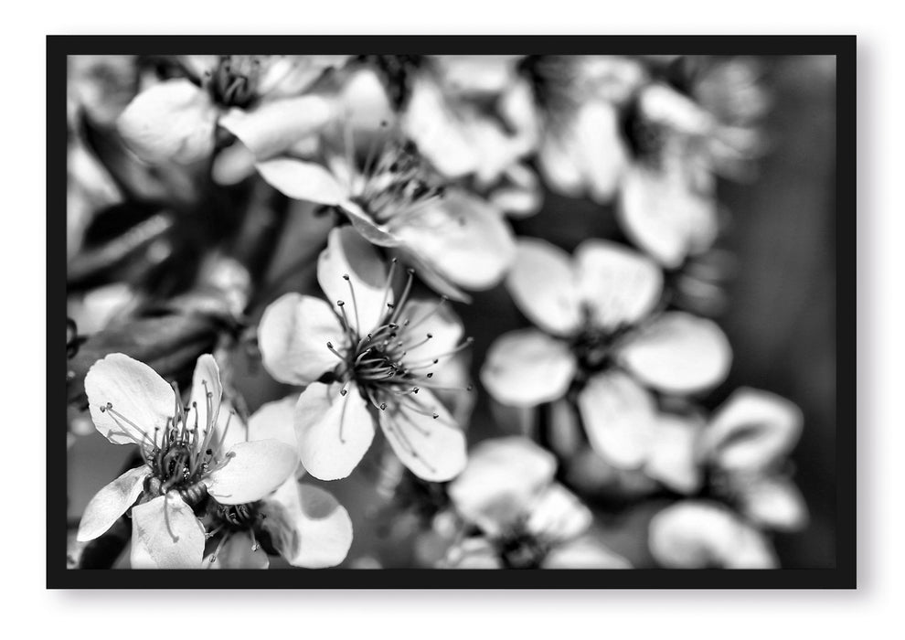Pixxprint Kirschblüten Retro, Poster mit Bilderrahmen