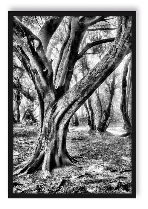 Pixxprint Wald, Poster mit Bilderrahmen