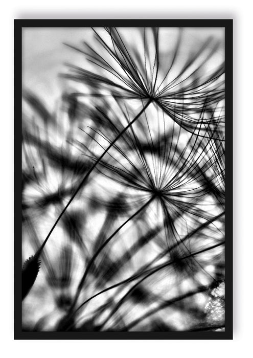 Pixxprint Pusteblumen mit Tautropfen, Poster mit Bilderrahmen