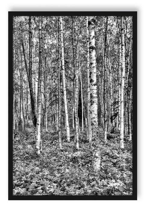 Pixxprint Birkenwald, Poster mit Bilderrahmen