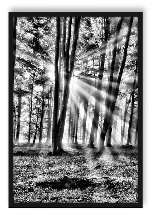 Waldlichtung im Sonnenschein, Poster mit Bilderrahmen