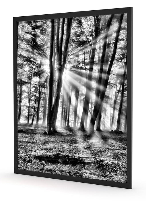 Waldlichtung im Sonnenschein, Poster mit Bilderrahmen