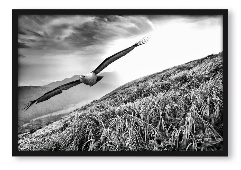 Pixxprint Majestätischer Weißkopfseeadler, Poster mit Bilderrahmen