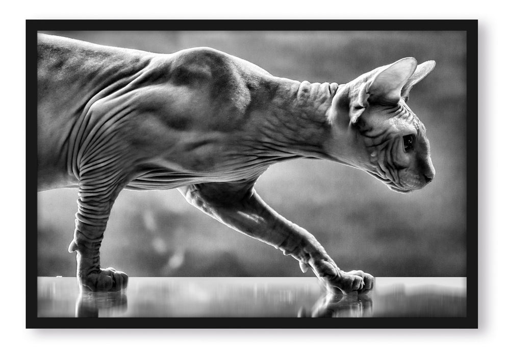 Pixxprint Einzigartige Sphynx Katze, Poster mit Bilderrahmen