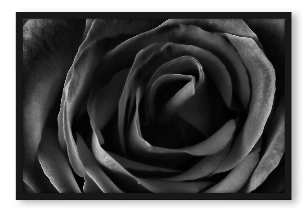 Pixxprint Rote Rose, Poster mit Bilderrahmen