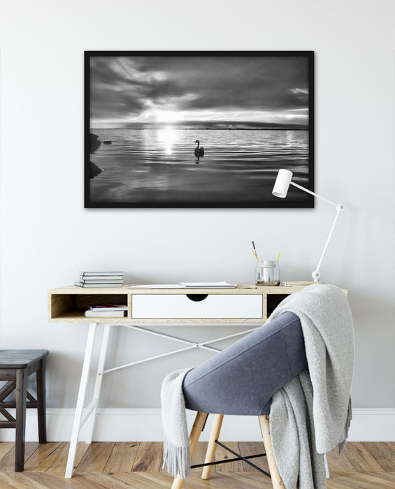 Einsamer Schwan auf See, Poster mit Bilderrahmen