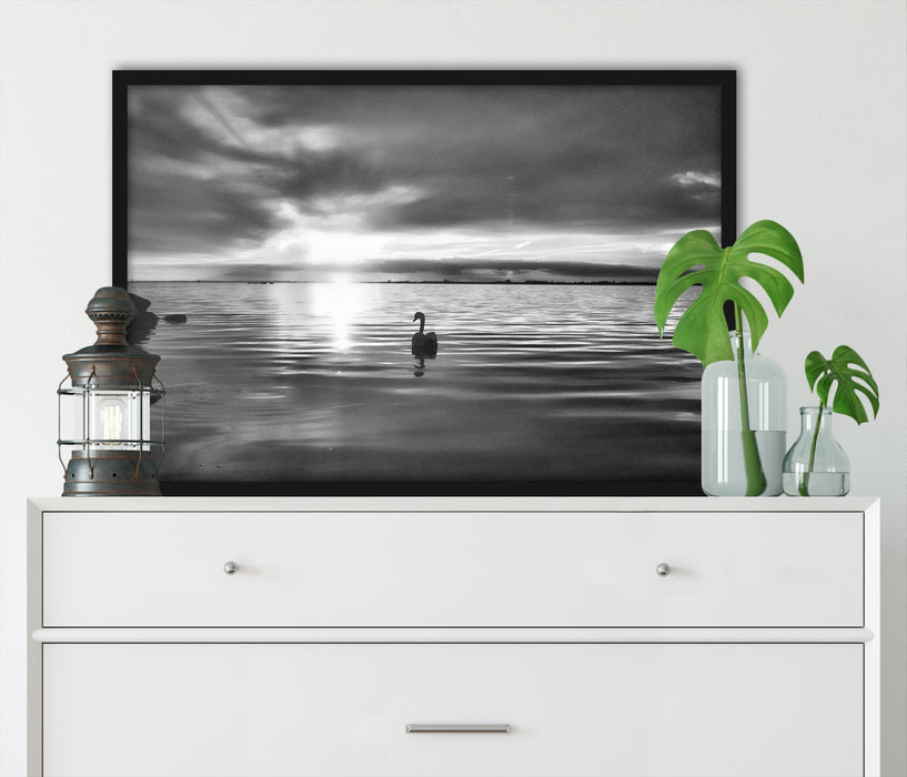 Einsamer Schwan auf See, Poster mit Bilderrahmen