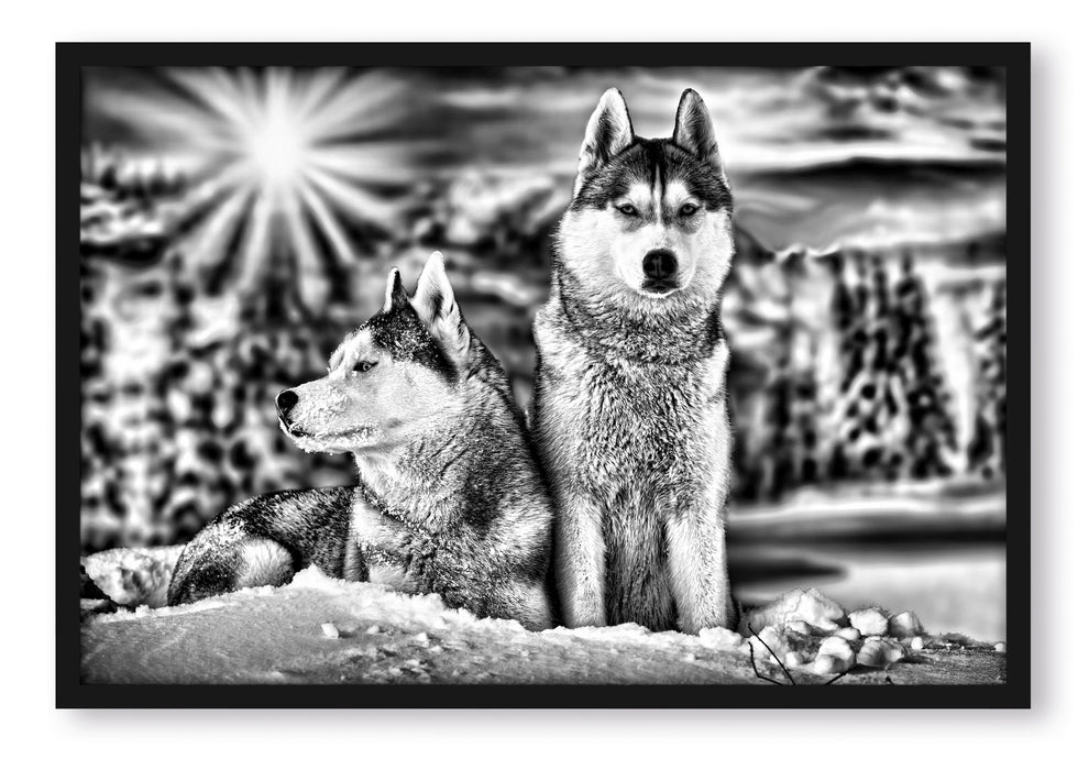 Pixxprint Zwei wilde Huskies, Poster mit Bilderrahmen