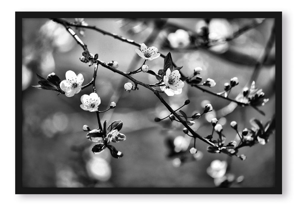 Pixxprint Exotische Sakura Blüten, Poster mit Bilderrahmen