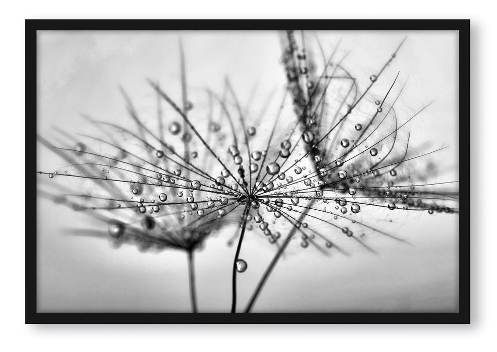 Pixxprint Pusteblume bedeckt mit Tropfen, Poster mit Bilderrahmen