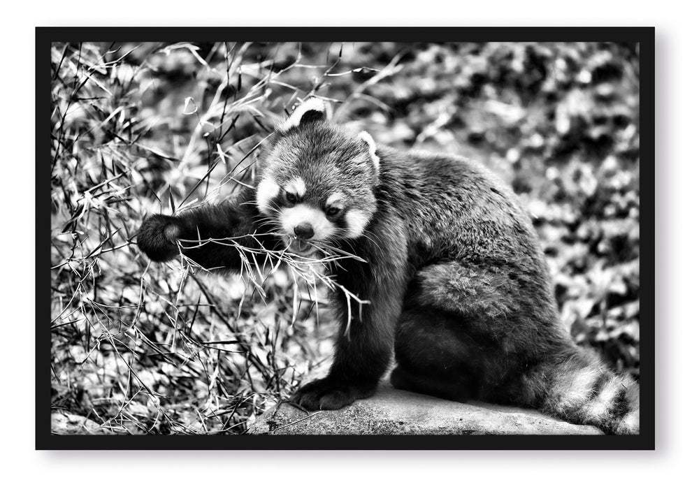 Pixxprint Niedlicher roter Panda, Poster mit Bilderrahmen